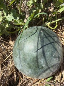 Determining if ripe