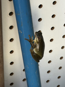 Fredericus on a broom handle in the garden shed.