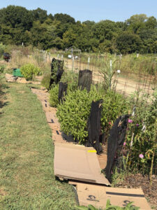 Boxes in front of the tomatoes.