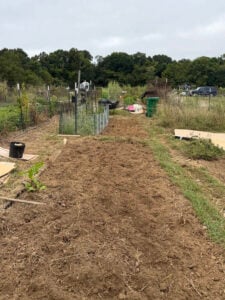 Pickle Patch Old Yellow Squash bed in the forefront and back is the basil strip bed