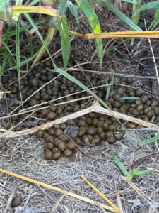 Rabbit Poo near the watermelon and some weeds