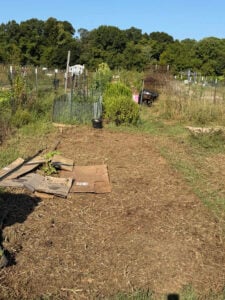 Scalped bed showing the lone Swiss Chard plant