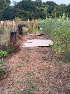 Old tomatillo bed that I am putting boxes down to snuff the weeds out