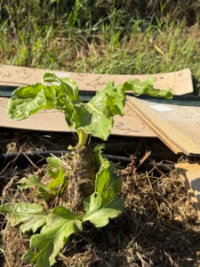 Swiss Chard showing massive root