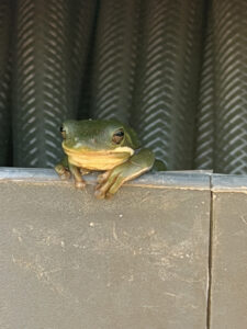 Tennessee Tree Frog in the retractable hose housing