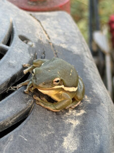 Tennessee Tree Frog on the lawnmower