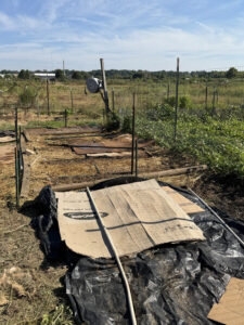 Black Plastic and cardboard area where watermelons were and Peter Rabbit poo
