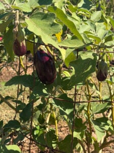 Eggplant