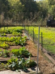 Fall Bed and Quarter plot cover crop