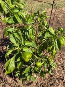 Green Peppers