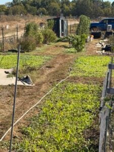 Pickle Patch Cover Crops