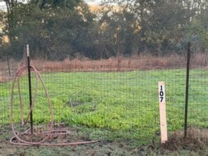 Plot 107 Cover Crops
